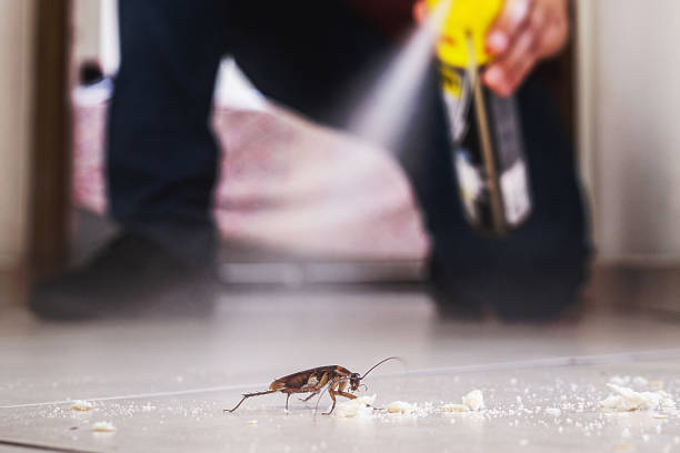 Best Ant Control Services  in West University Place, TX